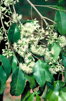 APII jpeg image of Syzygium claviflorum  © contact APII