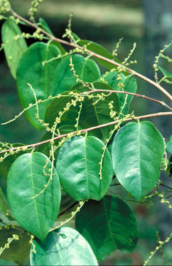 APII jpeg image of Cleistanthus hylandii  © contact APII