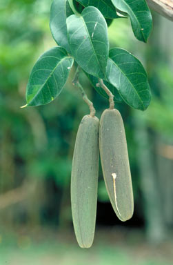 APII jpeg image of Parsonsia latifolia  © contact APII