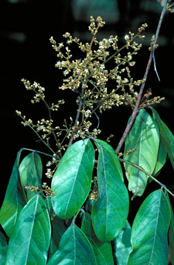 APII jpeg image of Connarus conchocarpus  © contact APII