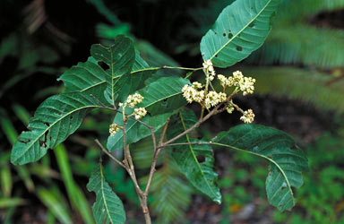 APII jpeg image of Elattostachys microcarpa  © contact APII