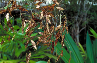 APII jpeg image of Austrosteenisia blackii  © contact APII