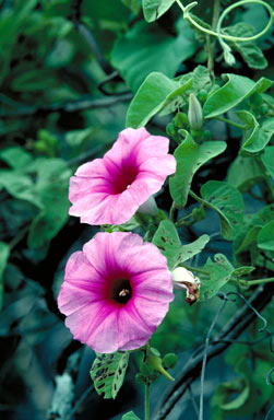 APII jpeg image of Ipomoea velutina  © contact APII