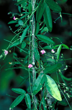 APII jpeg image of Glycine cyrtoloba  © contact APII