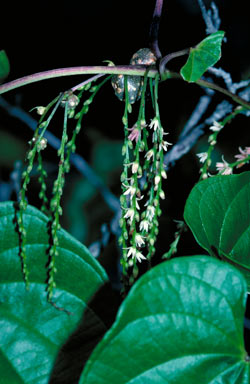 APII jpeg image of Dioscorea bulbifera var. bulbifera  © contact APII