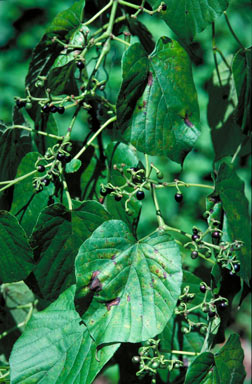 APII jpeg image of Cissus adnata  © contact APII