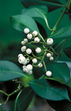 APII jpeg image of Psychotria coelospermum  © contact APII