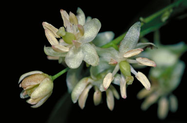 APII jpeg image of Ripogonum album  © contact APII