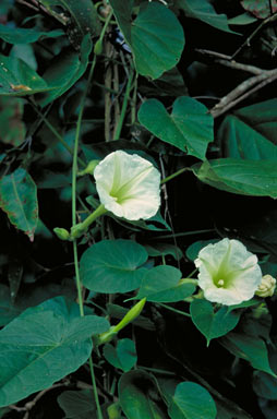 APII jpeg image of Ipomoea aculeata var. mollissima  © contact APII