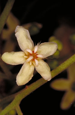 APII jpeg image of Flindersia bourjotiana  © contact APII