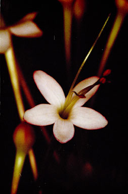 APII jpeg image of Clerodendrum floribundum var. floribundum  © contact APII