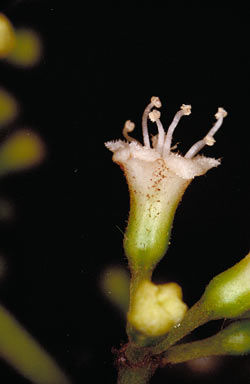 APII jpeg image of Pisonia umbellifera  © contact APII