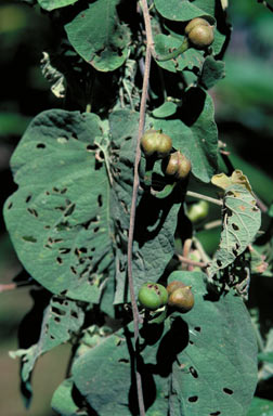 APII jpeg image of Ipomoea velutina  © contact APII