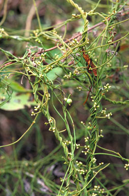 APII jpeg image of Cassytha filiformis  © contact APII