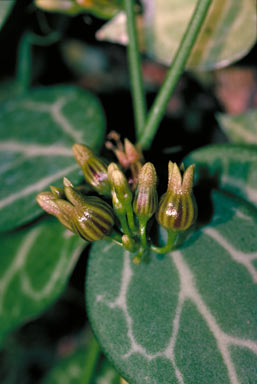 APII jpeg image of Dischidia ovata  © contact APII