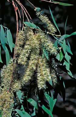 APII jpeg image of Melaleuca dealbata  © contact APII