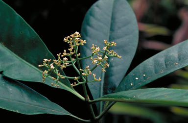 APII jpeg image of Psychotria sp. Utchee Creek (H.Flecker NQNC5313)  © contact APII