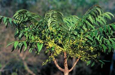 APII jpeg image of Ailanthus triphysa  © contact APII