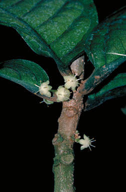 APII jpeg image of Actephila foetida  © contact APII