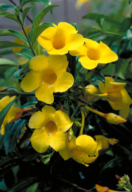 APII jpeg image of Allamanda cathartica  © contact APII