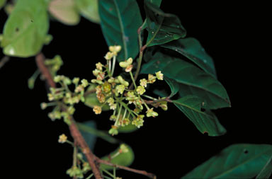 APII jpeg image of Arytera pauciflora  © contact APII