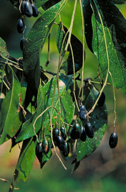 APII jpeg image of Beilschmiedia obtusifolia  © contact APII