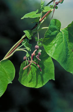 APII jpeg image of Aristolochia chalmersii  © contact APII