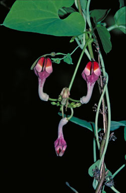 APII jpeg image of Ceropegia cumingiana  © contact APII