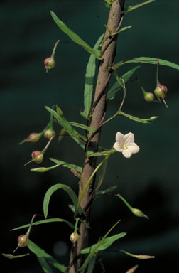 APII jpeg image of Xenostegia tridentata  © contact APII