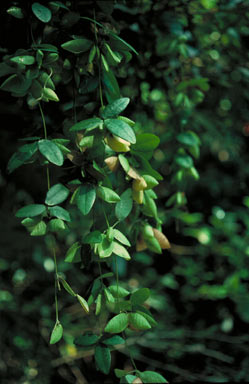 APII jpeg image of Phylacium bracteosum  © contact APII