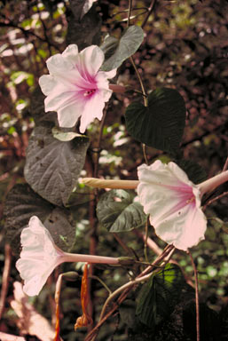 APII jpeg image of Ipomoea saintronanensis  © contact APII