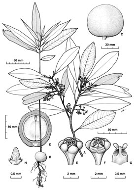 APII jpeg image of Beilschmiedia castrisinensis  © contact APII