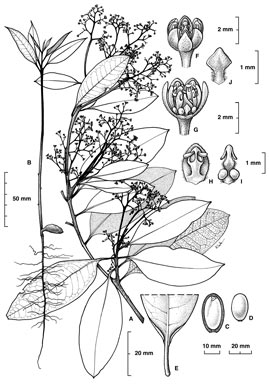 APII jpeg image of Beilschmiedia recurva  © contact APII