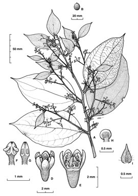 APII jpeg image of Cryptocarya burckiana  © contact APII