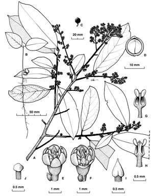 APII jpeg image of Cryptocarya endiandrifolia  © contact APII