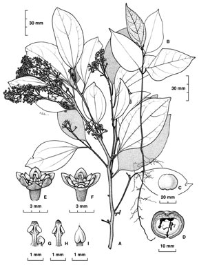 APII jpeg image of Cryptocarya grandis  © contact APII