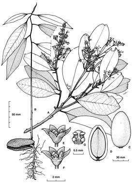 APII jpeg image of Endiandra microneura  © contact APII