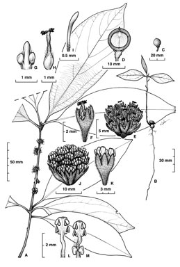 APII jpeg image of Neolitsea dealbata  © contact APII