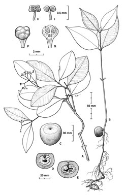 APII jpeg image of Syzygium mackinnonianum  © contact APII