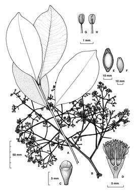 APII jpeg image of Syzygium branderhorstii  © contact APII