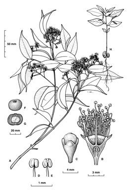 APII jpeg image of Syzygium dansiei  © contact APII