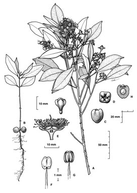 APII jpeg image of Syzygium papyraceum  © contact APII