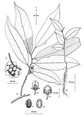 APII jpeg image of Pseuduvaria hylandii  © contact APII