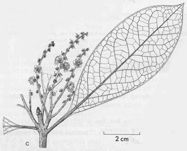 APII jpeg image of Symplocos cochinchinensis var. gittinsii  © contact APII