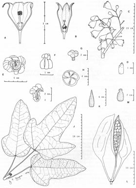 APII jpeg image of Brachychiton acerifolius  © contact APII