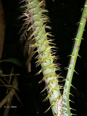 APII jpeg image of Calamus moti  © contact APII