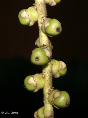 APII jpeg image of Caryota albertii  © contact APII