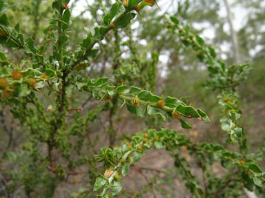 APII jpeg image of Acacia paradoxa  © contact APII