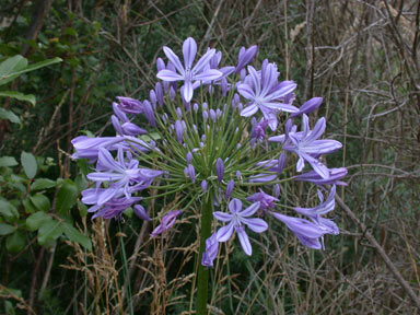 APII jpeg image of Agapanthus praecox subsp. orientalis  © contact APII