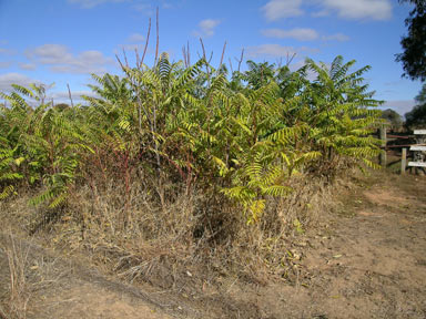 APII jpeg image of Ailanthus altissima  © contact APII